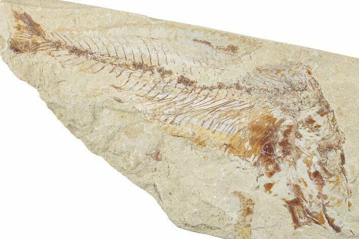 Bargain, Cretaceous Fossil Fish (Armigatus) - Lebanon #238339